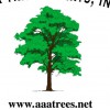 AAA Trees Experts