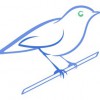 Bluebird Accounting & Tax