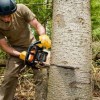 Toledo Tree Service