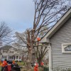 Caliber Tree Services