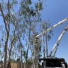 Shipman Tree Service