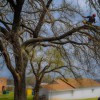 Earth & Arbor Tree Service