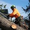 J. Witkowsky & Sons Tree Service