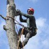 Elk Grove Tree Care