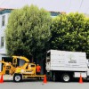 The Urban Arborist