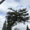 Traverso Tree Service