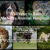 East Marietta Animal Hospital