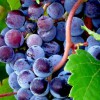 Wagonhouse Winery
