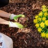 Green Thumb Lawn & Landscaping Services