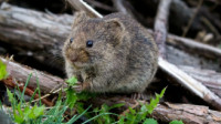 Vole Removal