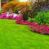 Competitive Lawn Services