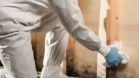 Mold Removal & Remediation