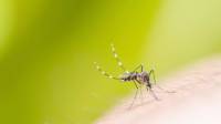 Mosquito Control Services