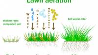 Aeration and Overseeding