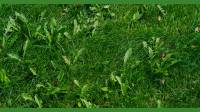 Lawn Weed Control