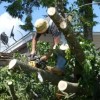 Wilmington Local Tree Service