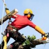 Tree Top Service