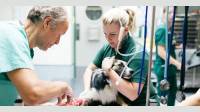 Veterinary Anesthesia