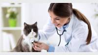 Veterinary Equipment