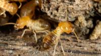 Best Termite Companies