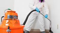 Mold Removal