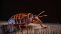 Bed Bug Control